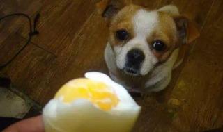 6个月的狗能吃整个煮鸡蛋么